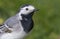 White WagtailÂ (Motacilla alba) is lives near wetlands.